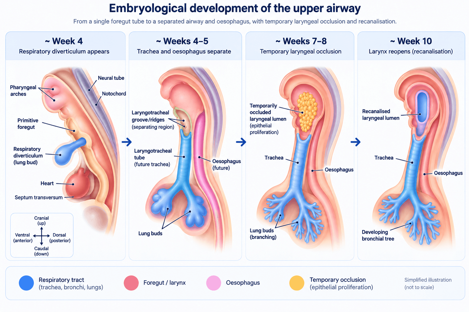 Embryological development of the upper airway from week 4 to week 10